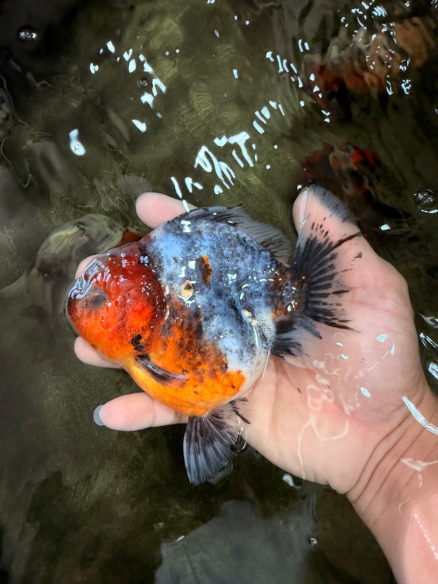 UNIQUE A Grade Calico Oranda Female 5.5 inches #073126OR_21