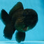 AAA Grade Godzilla Black Oranda Male 5.5 inches #100325OR_11
