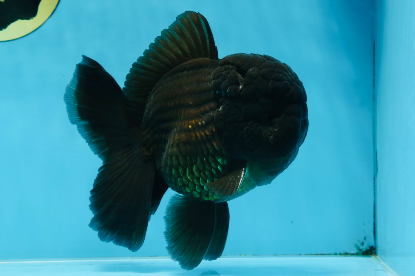 AAA Grade Godzilla Black Oranda Male 5.5 inches #100325OR_11