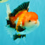 A Grade Tricolor Oranda Female 6 inches #082126OR_10