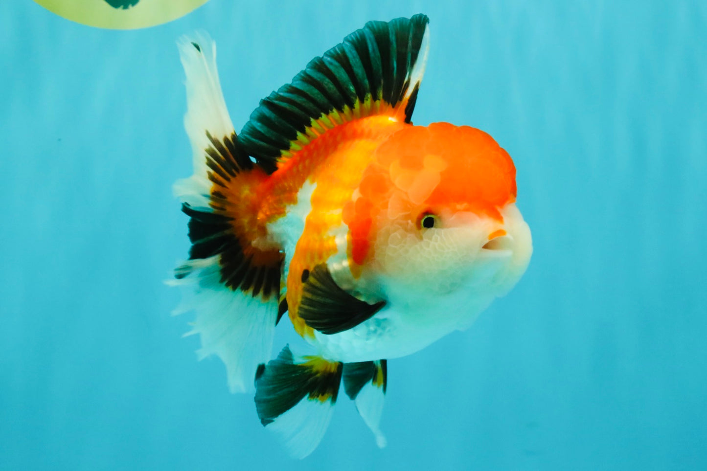 A Grade Tricolor Oranda Female 6 inches #082126OR_10