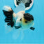 AAA Grade Panda Black Tancho Oranda Male 5 inches #0913OR_11