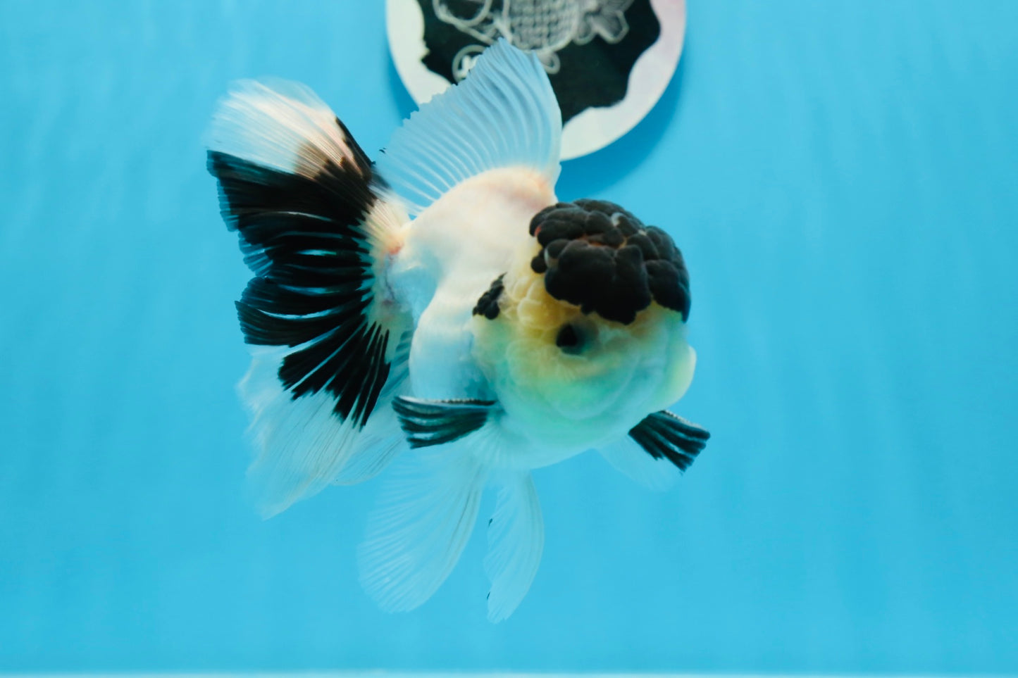 AAA Grade Panda Black Tancho Oranda Male 5 inches #0913OR_11