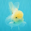 BEAUTY A Grade White Sakura Oranda Male 5.5 inches #050126OR_09