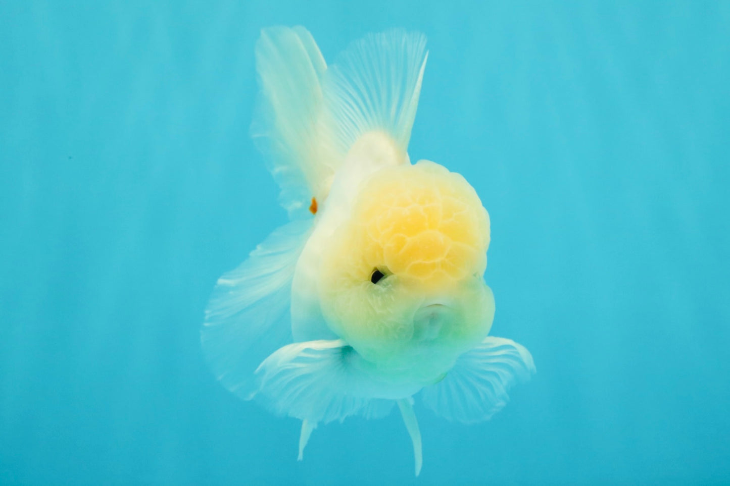 BEAUTY A Grade White Sakura Oranda Male 5.5 inches #050126OR_09