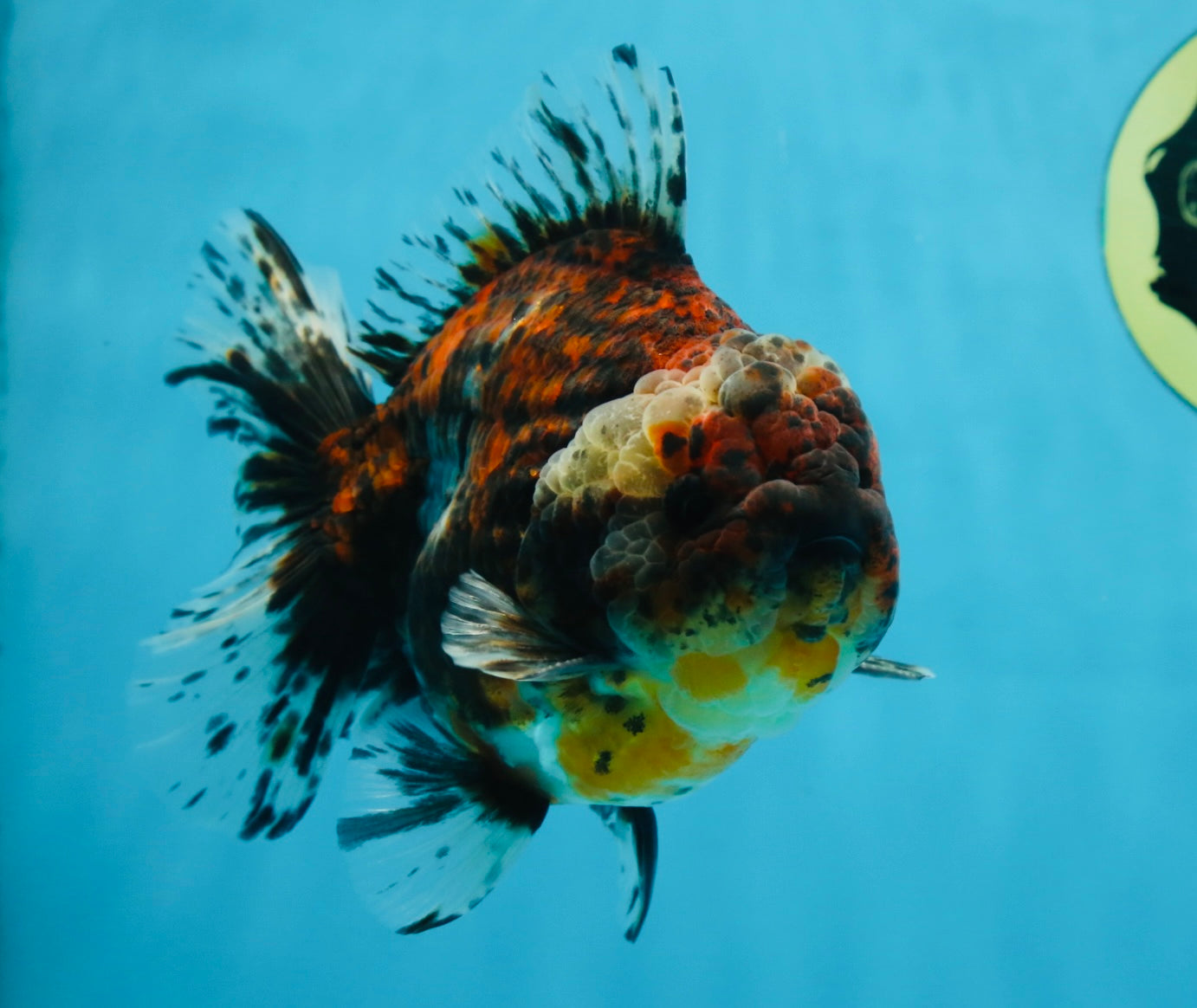 A Grade FLUFFY Calico Yuanbao Male 5.5 inches #091925YB_15