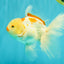 A Grade Kohaku Oranda Male 6-6.5 inches #090426OR_10