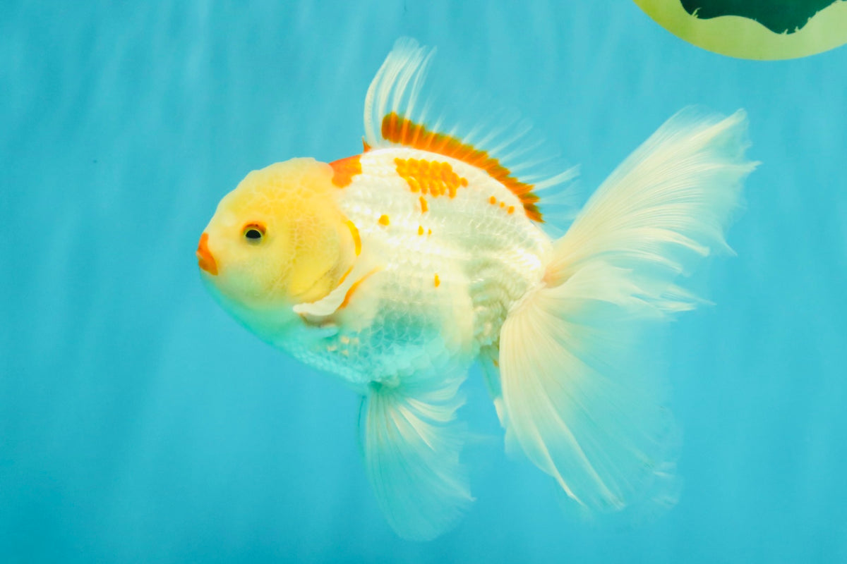 A Grade Kohaku Oranda Male 6-6.5 inches #090426OR_10