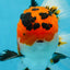 AAA Grade Tricolor Oranda Male 5-5.5 inches #051625OR_24
