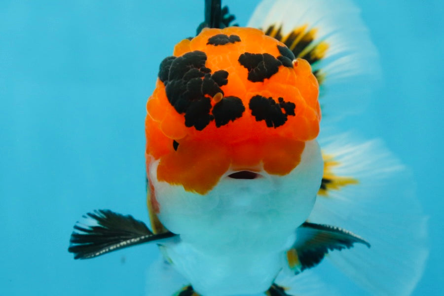 AAA Grade Tricolor Oranda Male 5-5.5 inches #051625OR_24