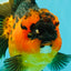 CHUBBY AAA Grade Apache Oranda Female 6-6.5 inches #082126OR_11