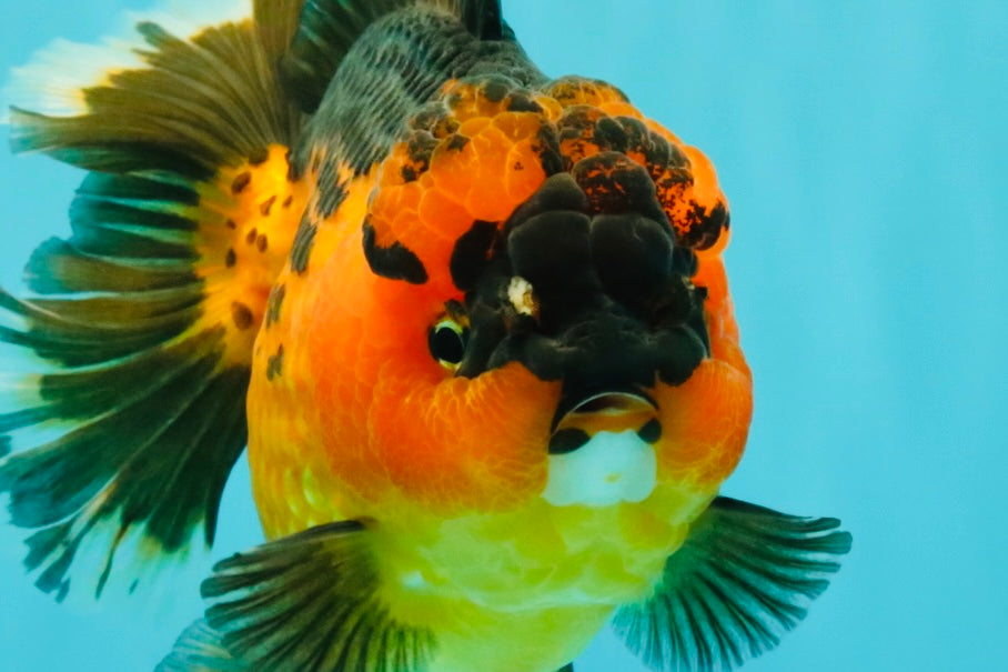 CHUBBY AAA Grade Apache Oranda Female 6-6.5 inches #082126OR_11