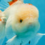 A Grade STUNNING Red White Oranda Male 5.5-6  inches #051625OR_25