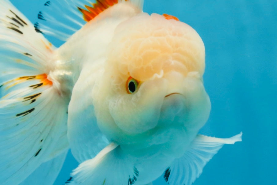 A Grade STUNNING Red White Oranda Male 5.5-6  inches #051625OR_25