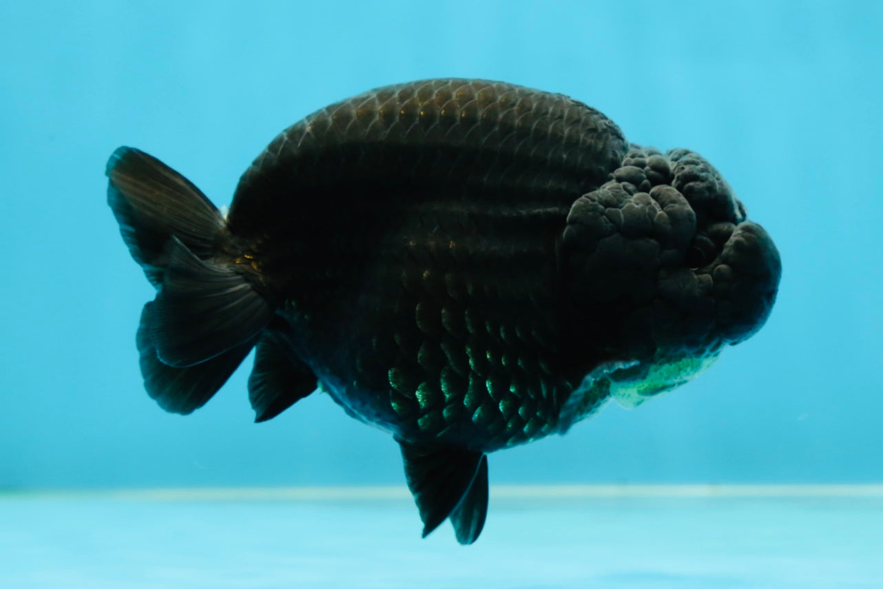 AAA Grade High Back Black LionQueen 4 inches #050925LC_10