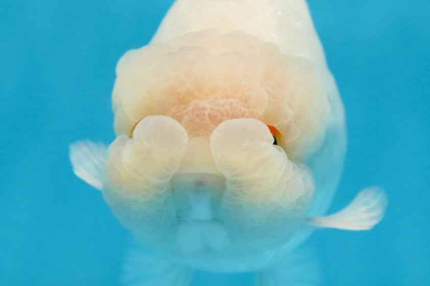 AAA Grade Snow White LionKing 5-5.5 inches #082925LC_18