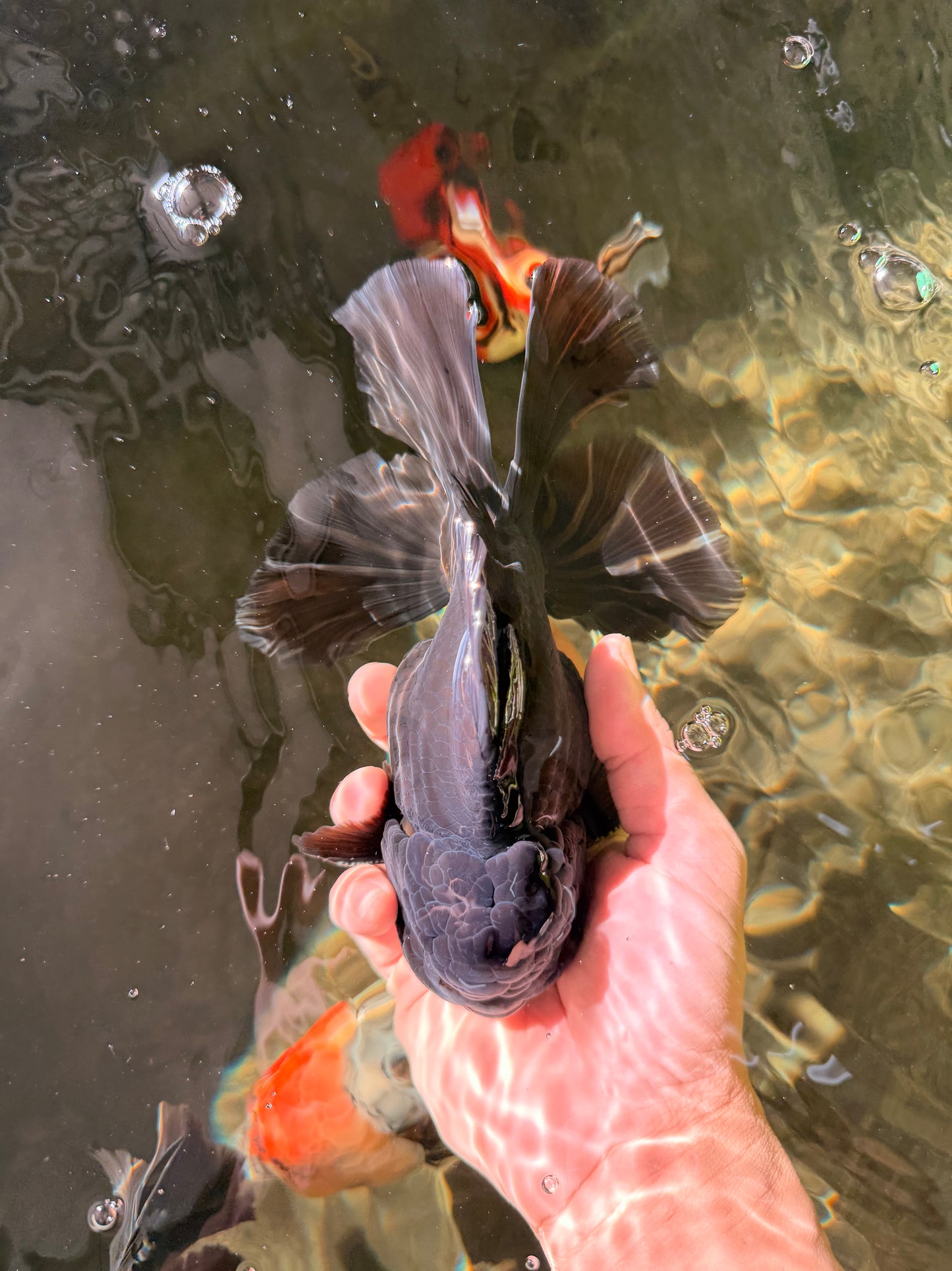 AAA Grade Godzilla Black Copper Oranda Male 7 inches #032026OR_01