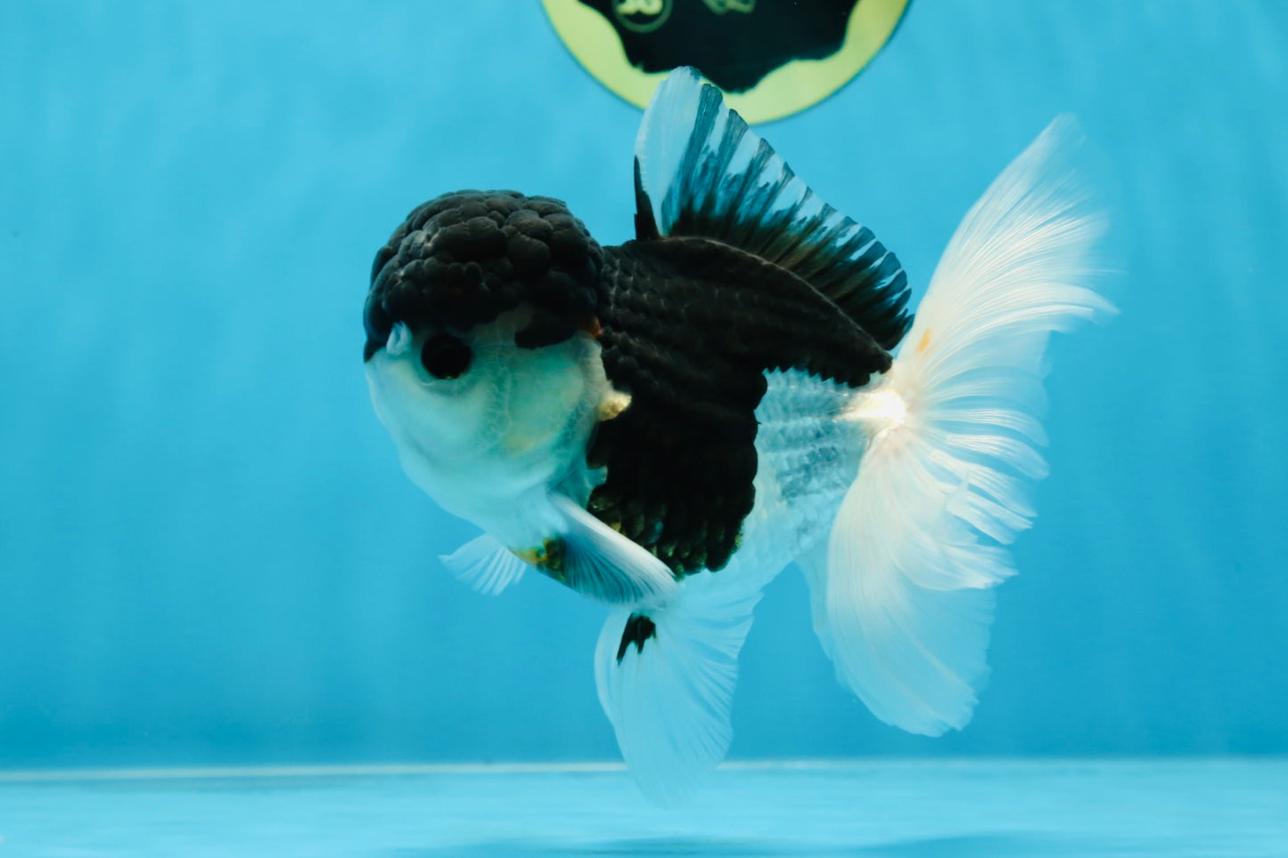 A Grade Tricolor Oranda Male 4.5-5 inches #021425OR_08