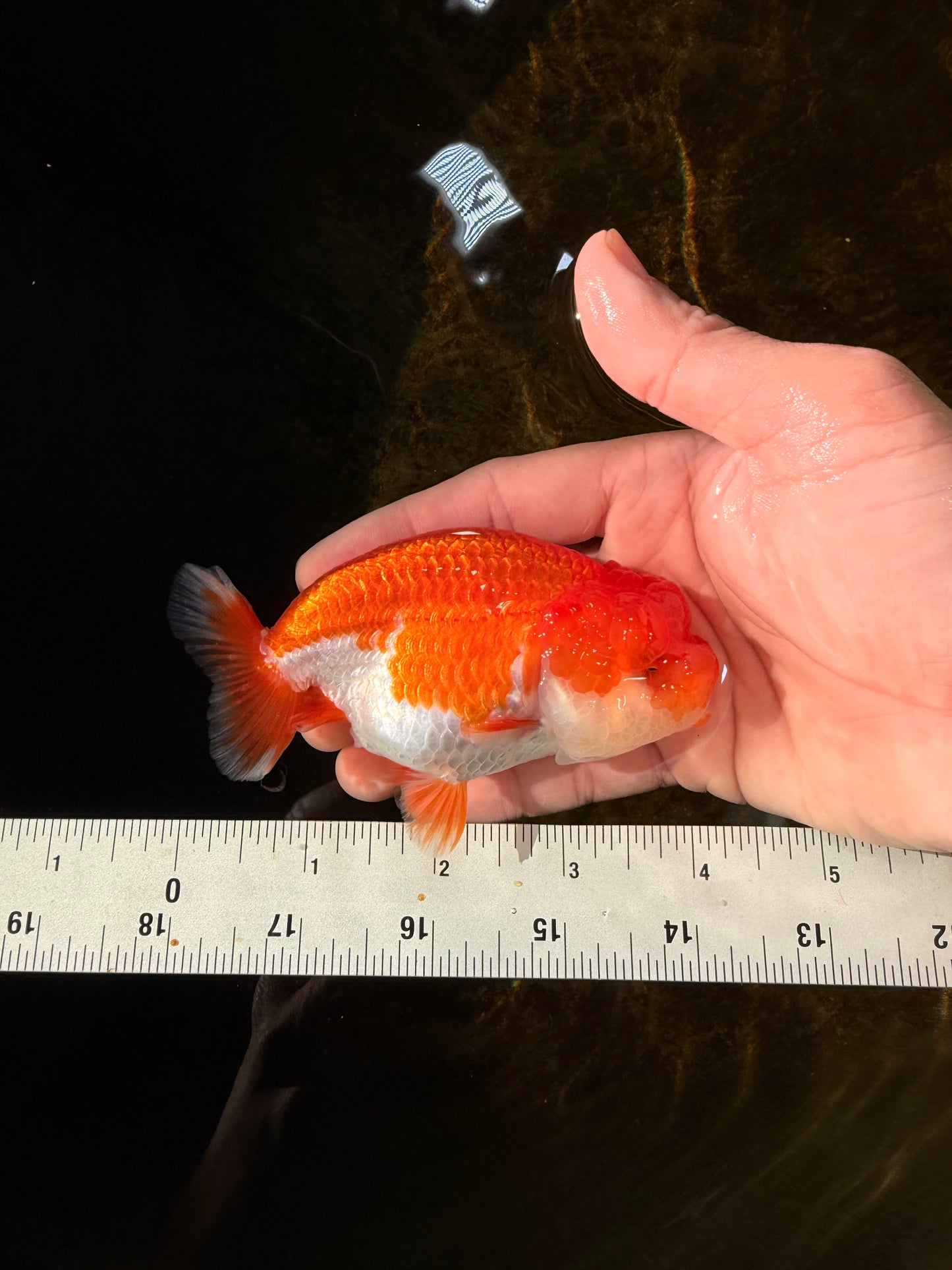 A Grade Red White LionQueen 4-4.5 inches #102425LC_15