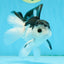 A Grade Nugget SO CUTE Panda Button Eyes Oranda Male 4.5 inches #010325OR_15