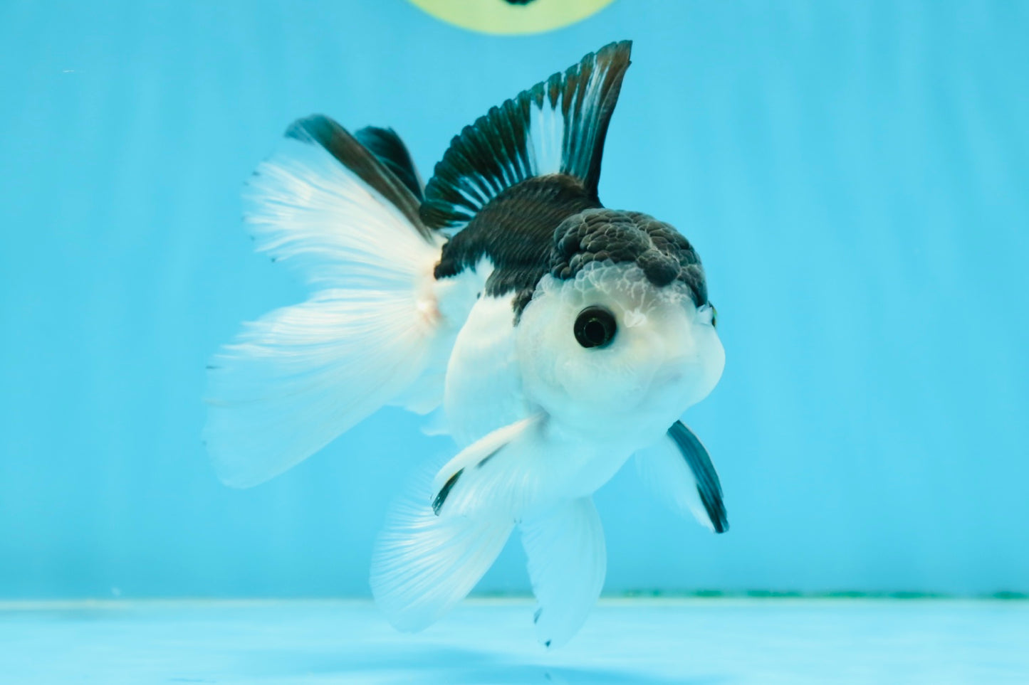 A Grade Nugget SO CUTE Panda Button Eyes Oranda Male 4.5 inches #010325OR_15