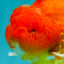 TOMATO AAA Grade Red Sakura Yuanbao Male 5 inches #092526YB_11