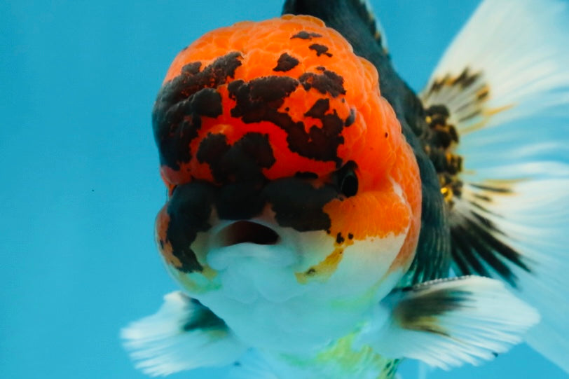 A Grade SPECIAL Tricolor Oranda Male 5  inches #051625OR_27