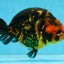 SPECIAL A Grade Chinese Tiger Ranchu Male 5 inches #102425RC_01