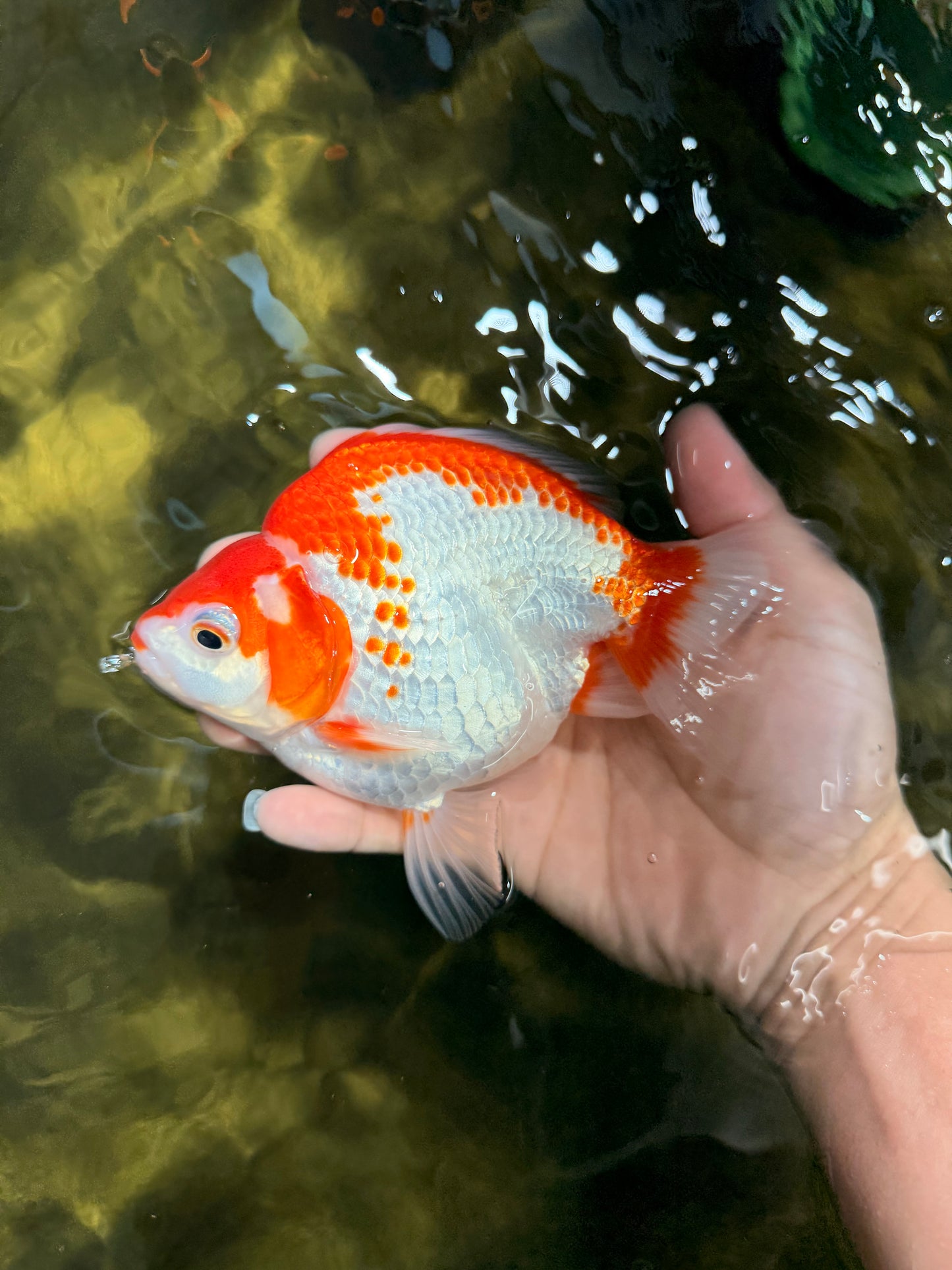 A Grade Red White Ryukin Female 5.5-6 inches #111425RK_06