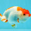 Kohaku Red White Lionchu 4.5 inches #1004LC_03