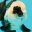 AAA Grade Giant Generation Panda Oranda Male 6.5 inches #102524OR_07