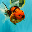 CHONKY AAA Grade Sakura Oranda Female 8.5 inches #071726OR_03