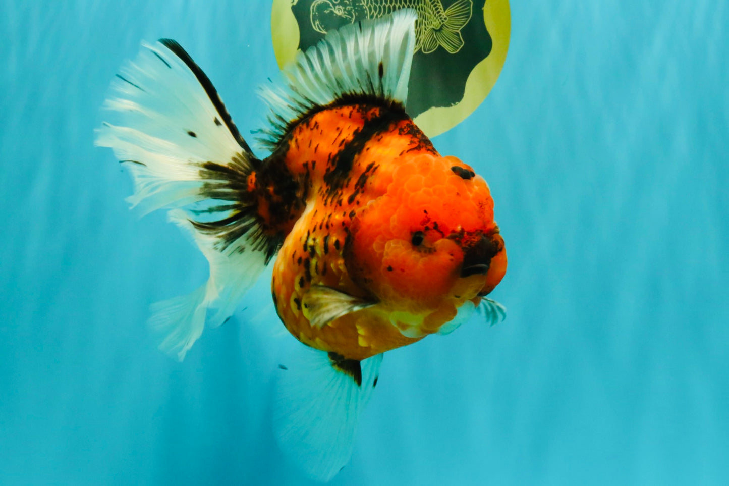 CHONKY AAA Grade Sakura Oranda Female 8.5 inches #071726OR_03