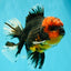CHONKY AAA Grade Red Head Kirin Oranda Male 6-6.5 inches #072426OR_18