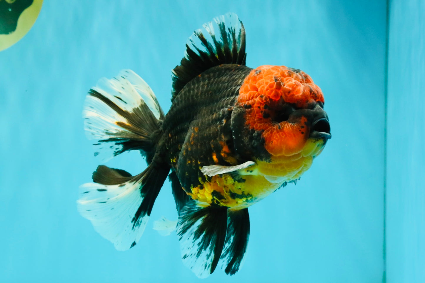 CHONKY AAA Grade Red Head Kirin Oranda Male 6-6.5 inches #072426OR_18