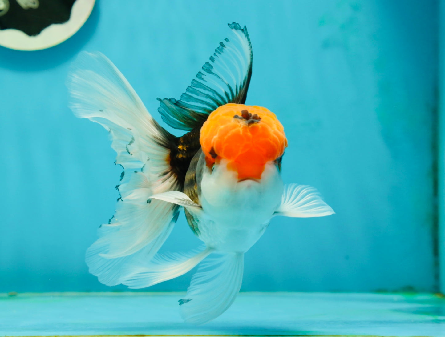 A Grade Red Head Tricolor Oranda Male 5.5 inches #112224OR_10