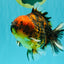 A Grade Tiger Oranda Male 5-5.5 inches #090426OR_06