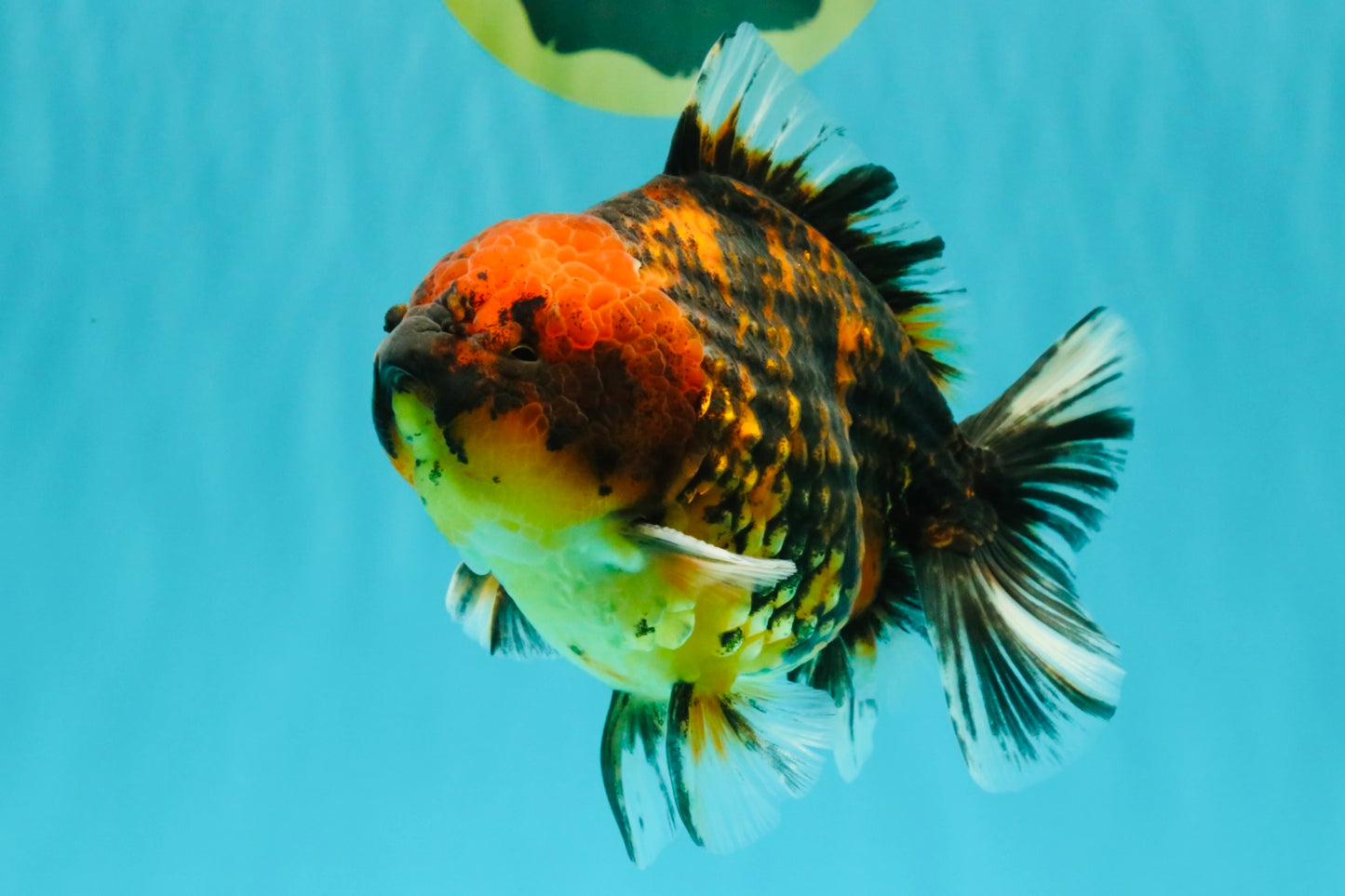 A Grade Tiger Oranda Male 5-5.5 inches #090426OR_06