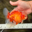 A Grade Red White Oranda Male 6 inches #100926OR_22