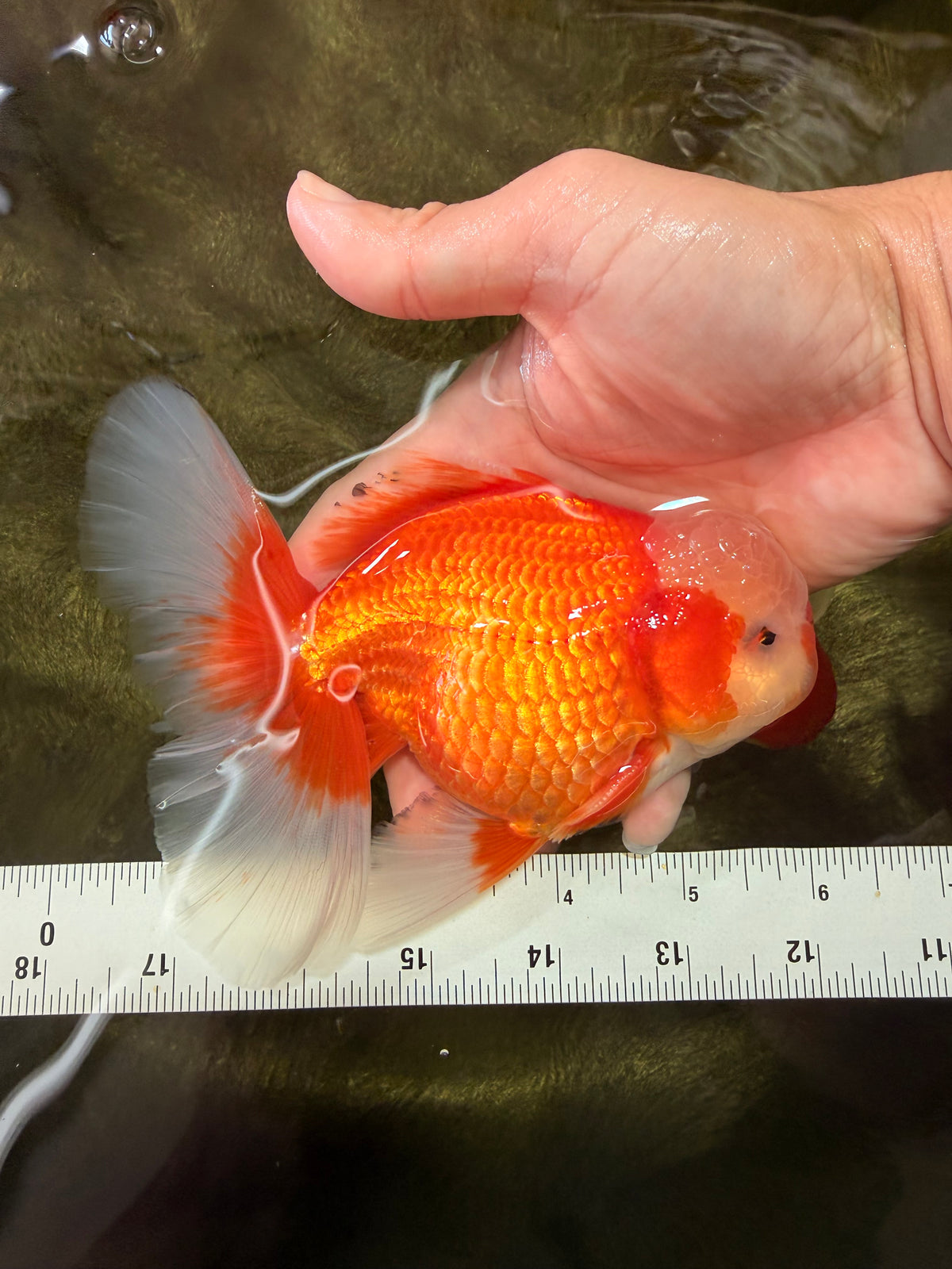 A Grade Red White Oranda Male 6 inches #100926OR_22