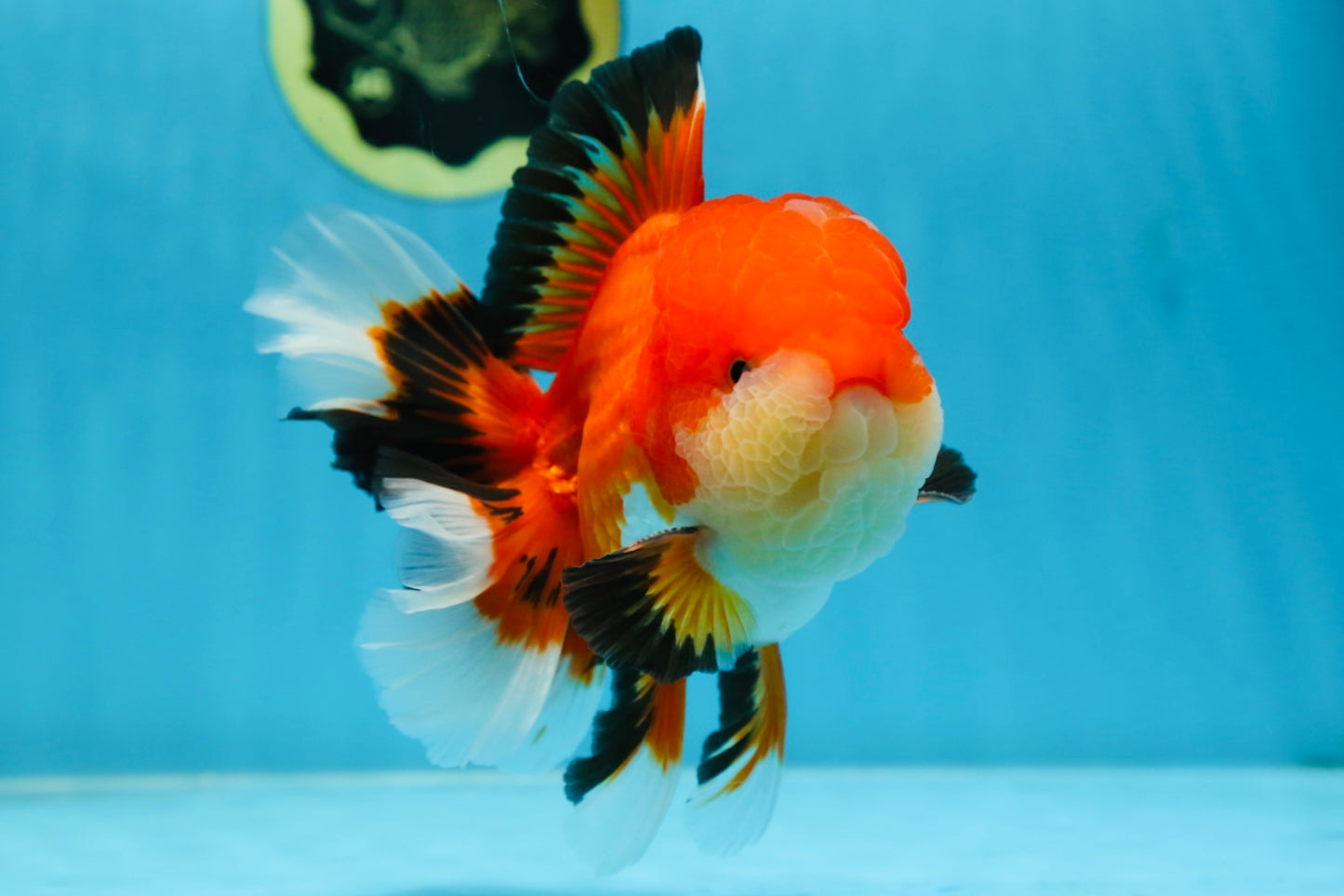 AAA Grade CHUBBY CHEEK Apache Oranda Male 5.5-6 inches #080825OR_19