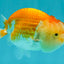 Red White Lionchu Female 4 inches #081426LC_19