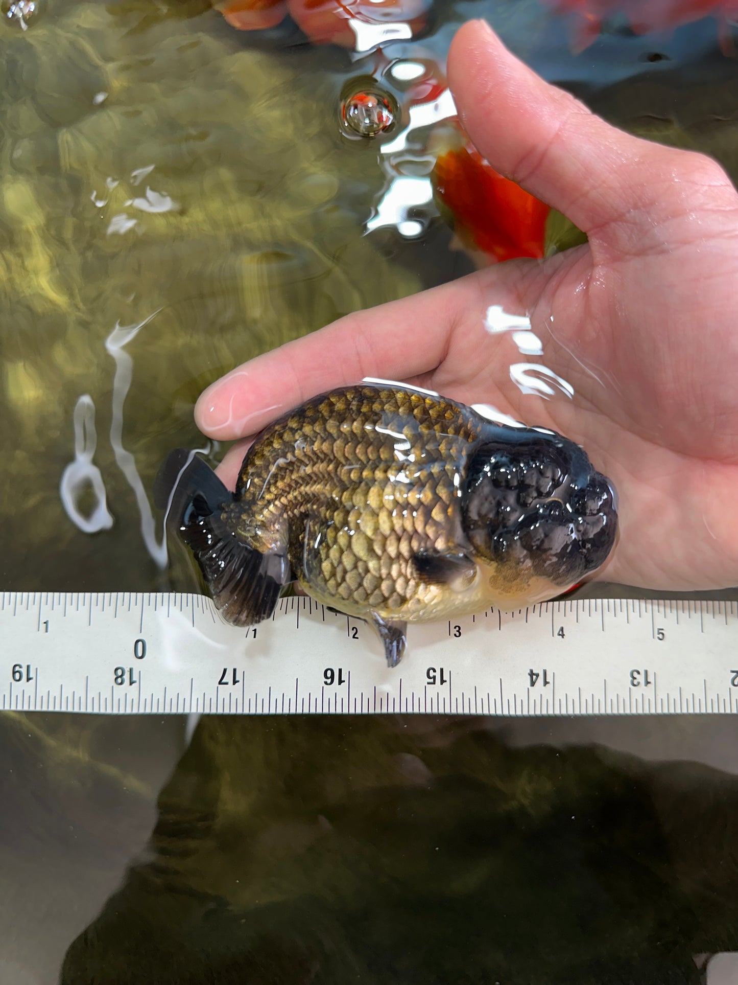 A Grade Black LionKing 4.5 inches #052325LC_19