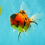 UNIQUE A Grade Tiger Oranda Male 6.5 inches #070626OR_19