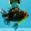 A Grade Kirin Tiger Oranda Female 5.5-6 inches #050925OR_32