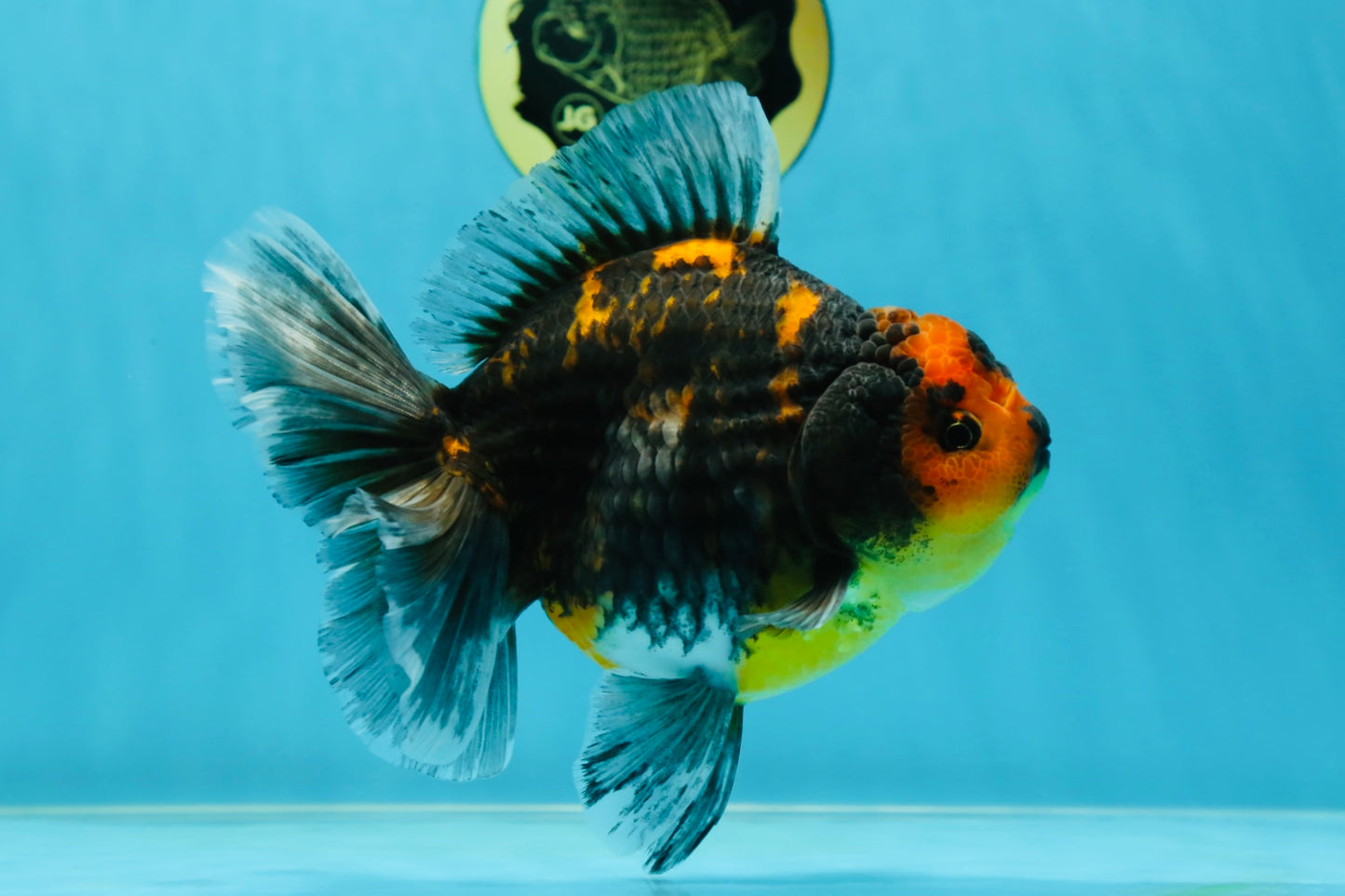 A Grade Kirin Tiger Oranda Female 5.5-6 inches #050925OR_32