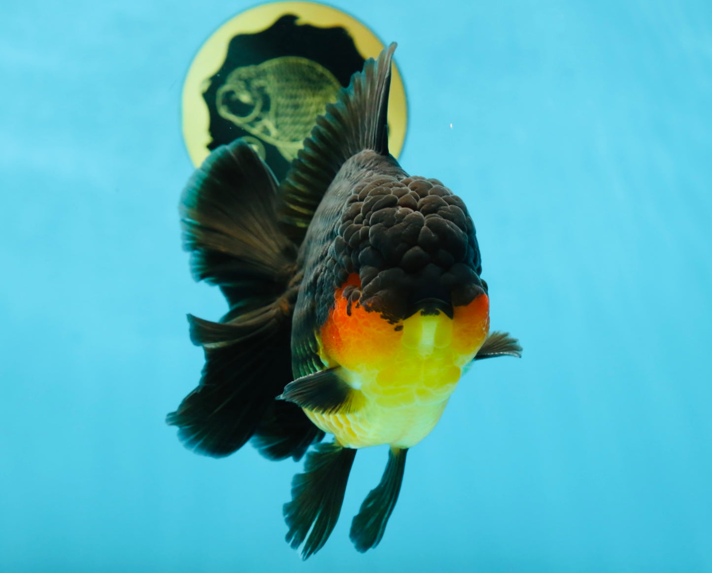 AAA Grade Godzilla Apache Oranda Male 5.5 inches #050925OR_55