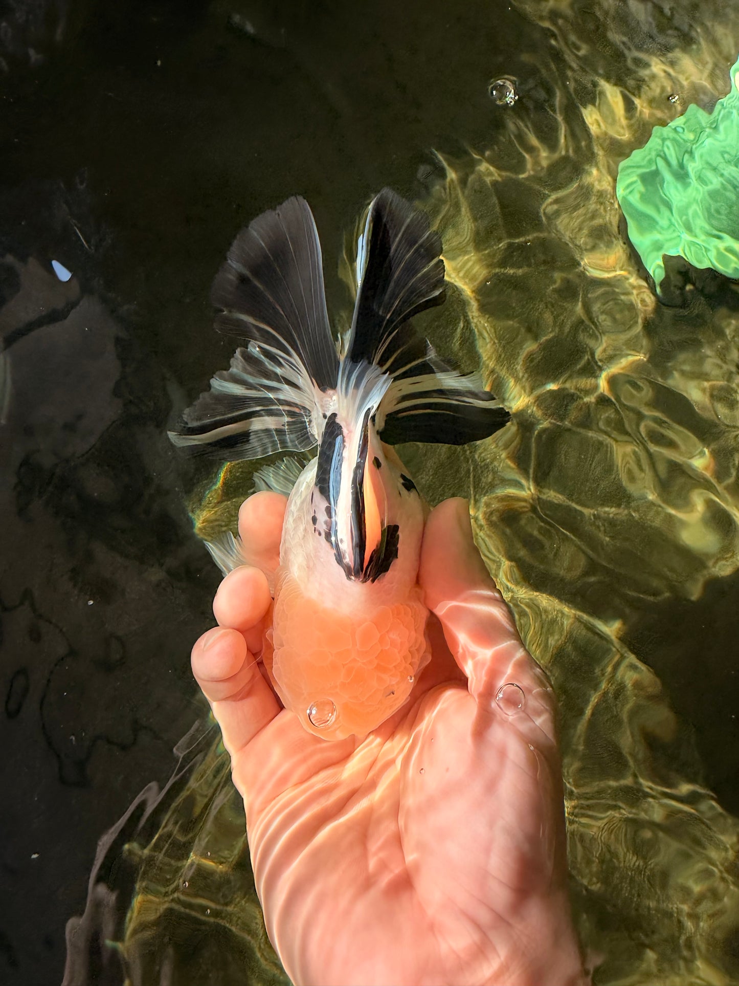 A Grade Panda Oranda Male 5.5 inches #030626OR_23