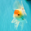 A Grade Special Heart Head Red White Oranda Male 6 inches #101626OR_01