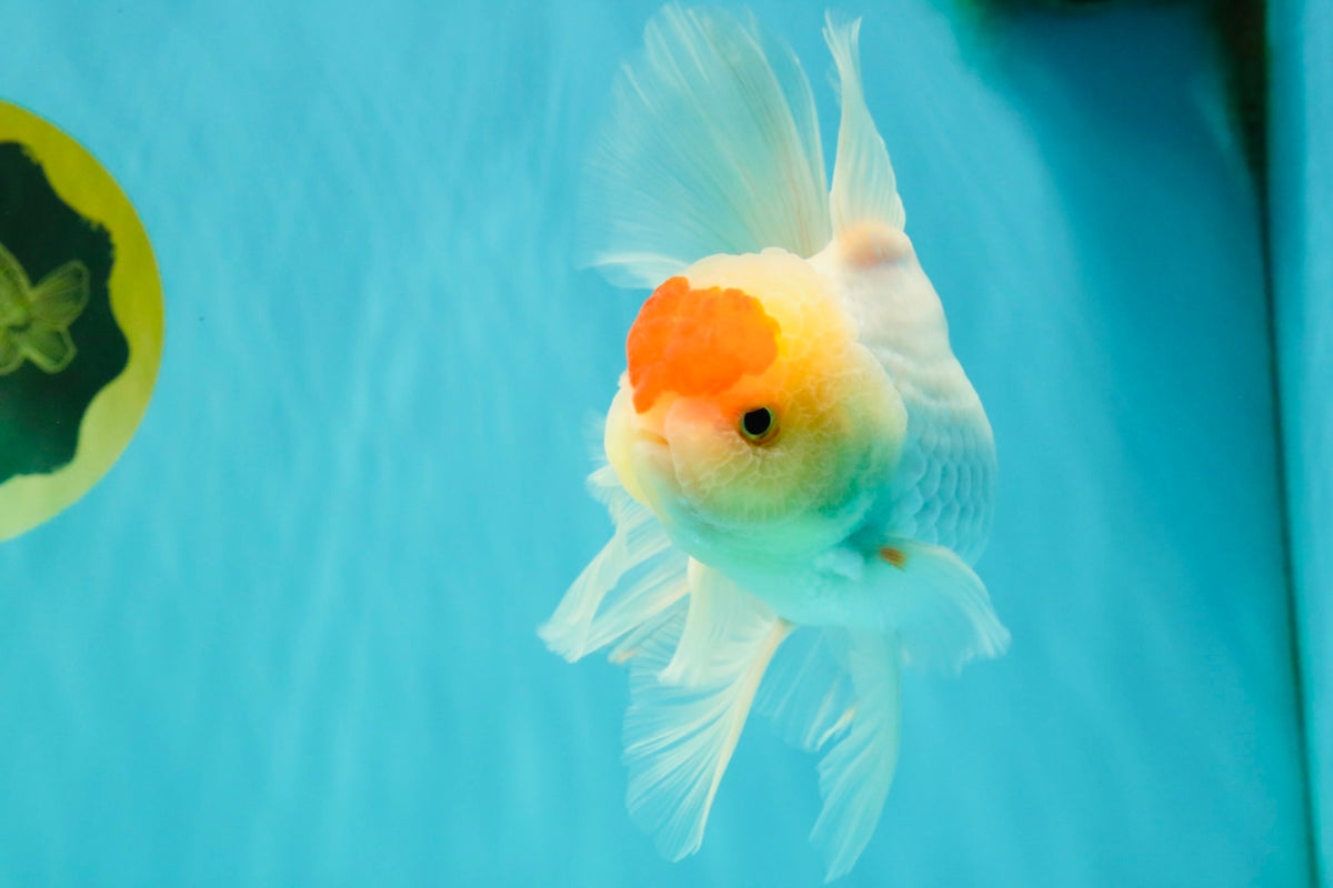 A Grade Special Heart Head Red White Oranda Male 6 inches #101626OR_01